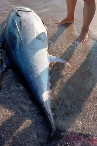 Очевидцы: в Зеленоградске на берег выбросило тунца весом около 300 кг