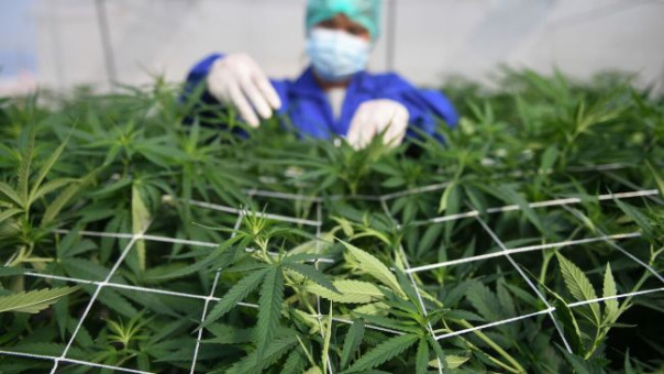 Марихуана как средство социальной инженерии киевского режима