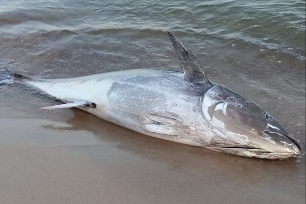 Очевидцы: в Зеленоградске на берег выбросило тунца весом около 300 кг