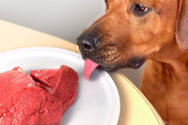 Мясо в рационе собак: важность, виды и правила кормления