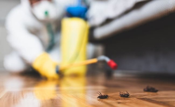 Почему важно проводить обработку общежитий от насекомых