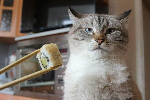 Квадроберы, чайлдфри и хоббихорсеры вместо людей