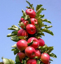 А.В.Росич. О колоновидных сортах яблонь