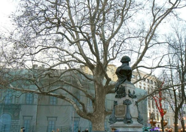 В Одессе решили переименовать дерево в рамках «декомуннизации»