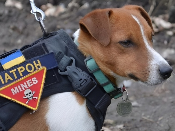 "Виноват Илон Маск": США сняли с финансирования украинского "Пса Патрона"