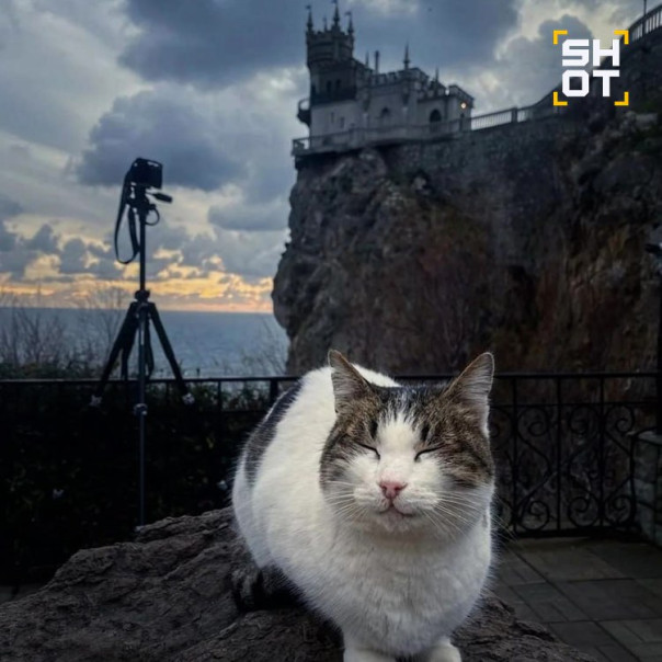 Кошка Муся, которую живодер выкинул с обрыва в Ласточкином гнезде, найдена живой