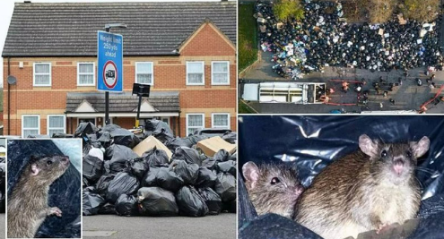 В Британии крысы «размера с кошку» буквально убьют людей