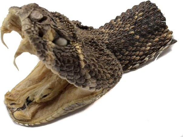 Змею рубят с головы