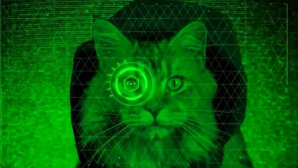 Пароль – "мур", отзыв – "мяу": чем закончилась миссия кошки-шпиона