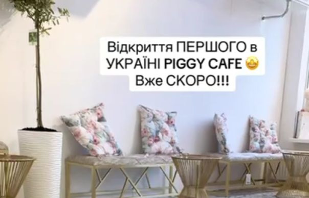 В Киеве открывают кафе со свиньями