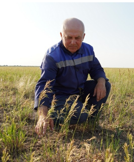 «Урожай съеден под ноль»: миллион сайгаков, прискакавших из-за границы, уничтожил посевы на юге России