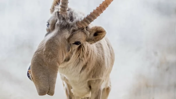 «Урожай съеден под ноль»: миллион сайгаков, прискакавших из-за границы, уничтожил посевы на юге России