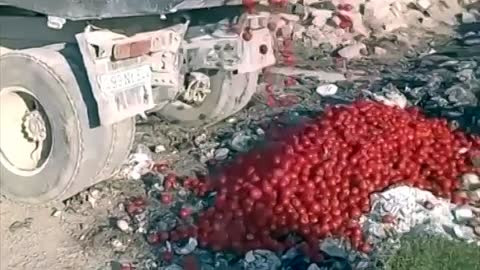 Азербайджанские фермеры начали утилизировать помидоры,которые не смогли продать в РФ