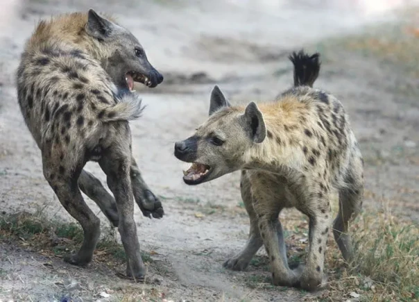 «Убийцы с 1939 года» — израильские болельщики поставили Польшу на место