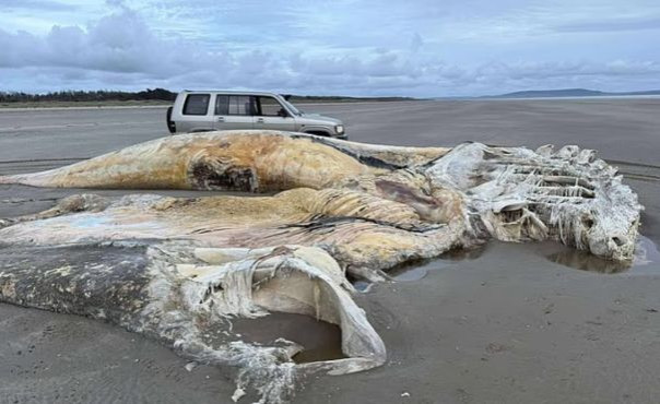 Останки неизвестного существа выбросило на берег в Великобритании