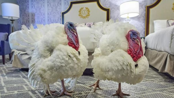 Война за День благодарения