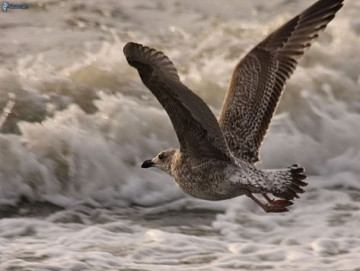 Почему они боятся "Буревестника"
