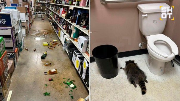 Енот-дебошир устроил погром в алкомаркете и пьяным уснул в туалете.