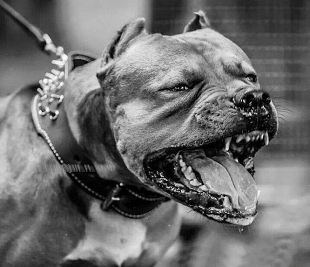 Питбуль порвал вопящих полицаев в Полтаве, спасая хозяина от моГилизации