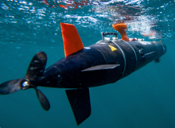 Крысы морских глубин