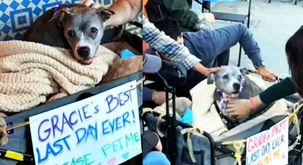 «Лучший последний день в жизни Грейси. Пожалуйста, погладьте меня»: хозяева устроили прощальную прогулку для умирающей собаки