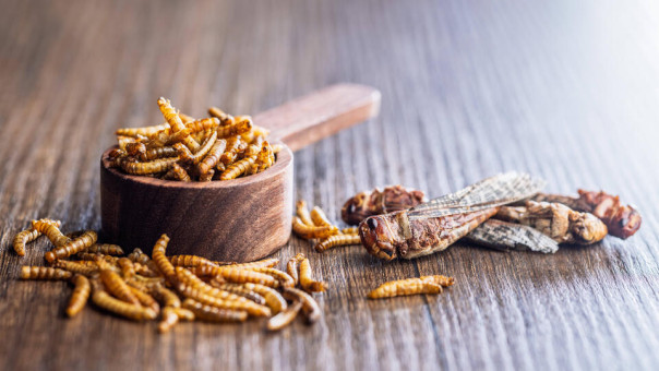 В Госдуме исключили появление в России продуктов из насекомых