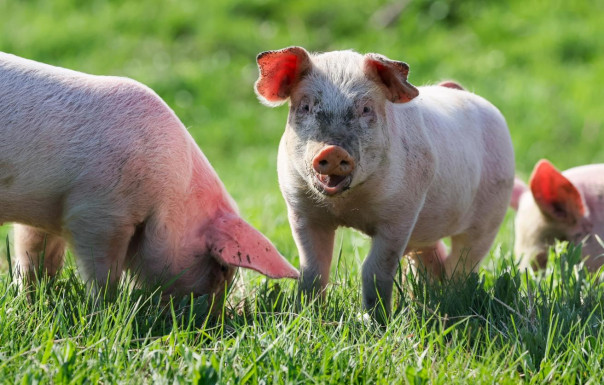 Генетически идеальная свинья-донор органов может появиться в России к 2030 году