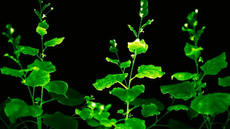 Российские ученые создали первые в мире светящиеся растения с генами грибов