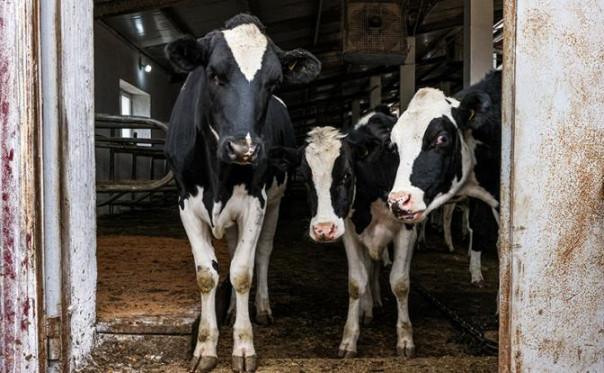 Крупно-рогатая поножовщина: Почему массово уничтожают скот в частных хозяйствах России?