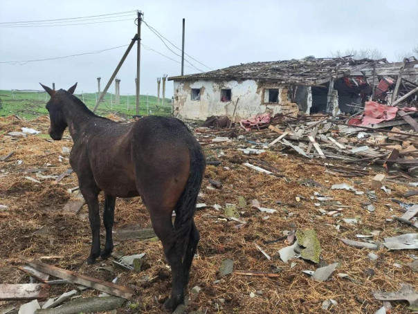 10 дронов ВСУ атаковали конную ферму в Запорожской области, погибли 14 лошадей