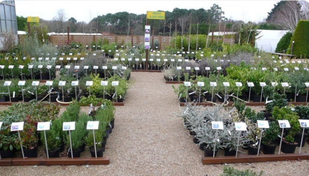 Как Россия разучилась выращивать саженцы