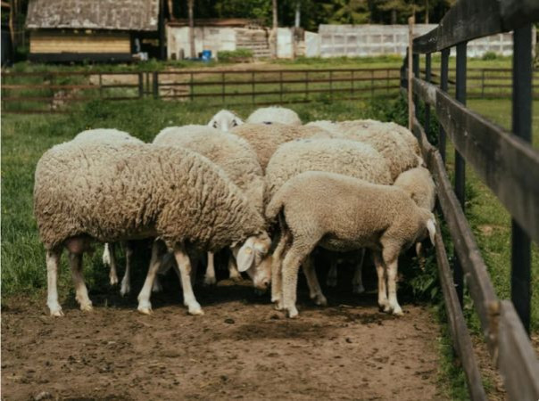 Во Франции афганец арестован за изнасилование коз и овец