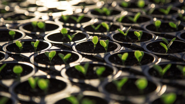 Уральские школьники вырастили "огуртык" и "томатофель"