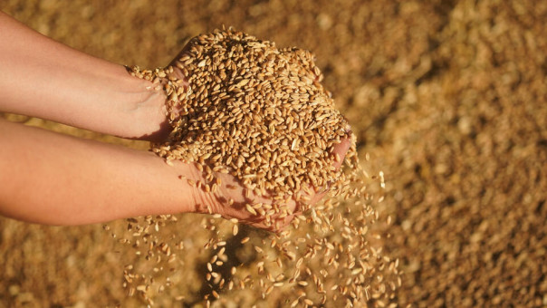 Украина угрожает Израилю из-за покупки российского зерна