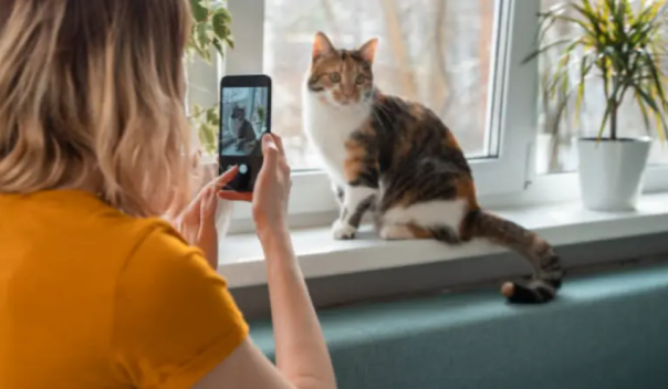 Госдума запретила россиянам фотографировать котов