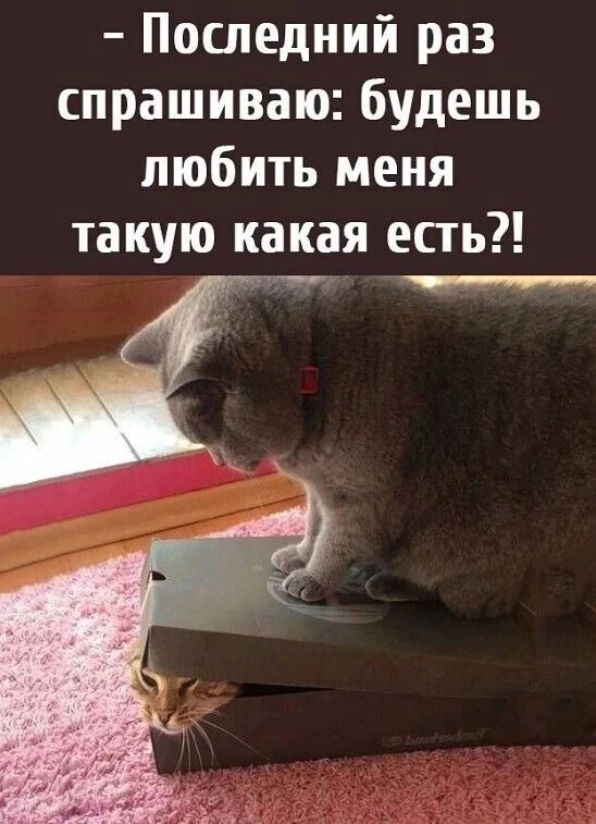 Весёлые картинки