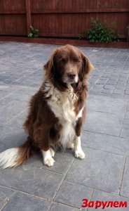 Британский пёс сжевал "Aston Martin"