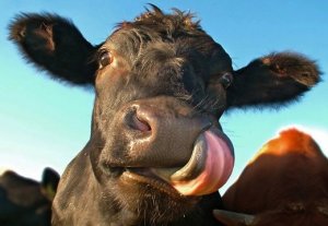 Терминаторы: Топ-19 животных-убийц людей (номер один удивит вас)