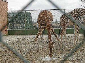 Руководство датского зоопарка не будет убивать жирафа Мариуса