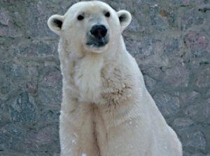 В Харьковском зоопарке от голода начнут умирать животные