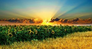 Украина - искусственное образование